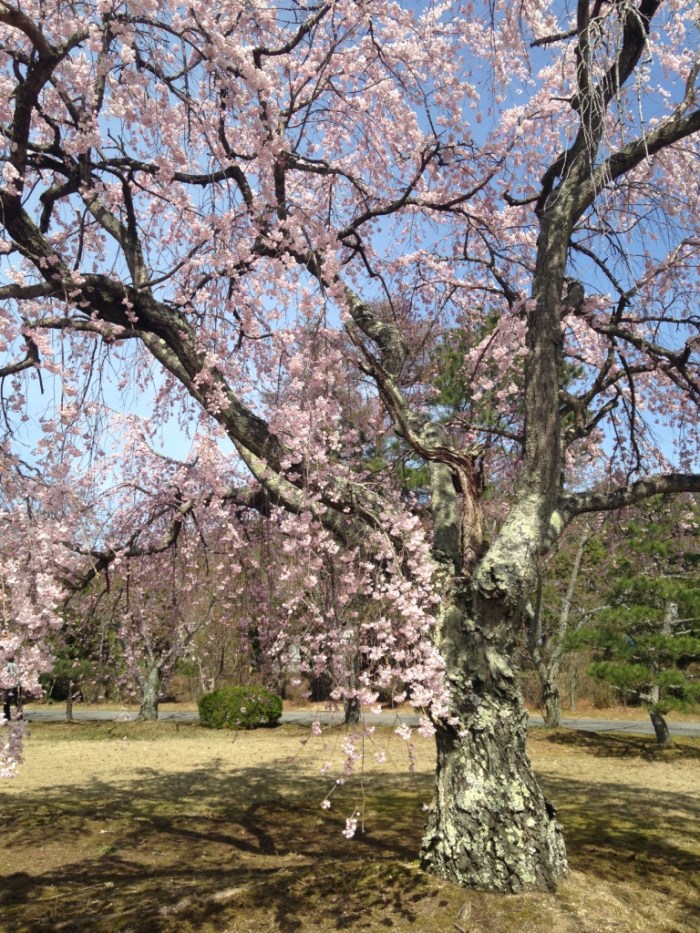 Part 3 Hanami (10)