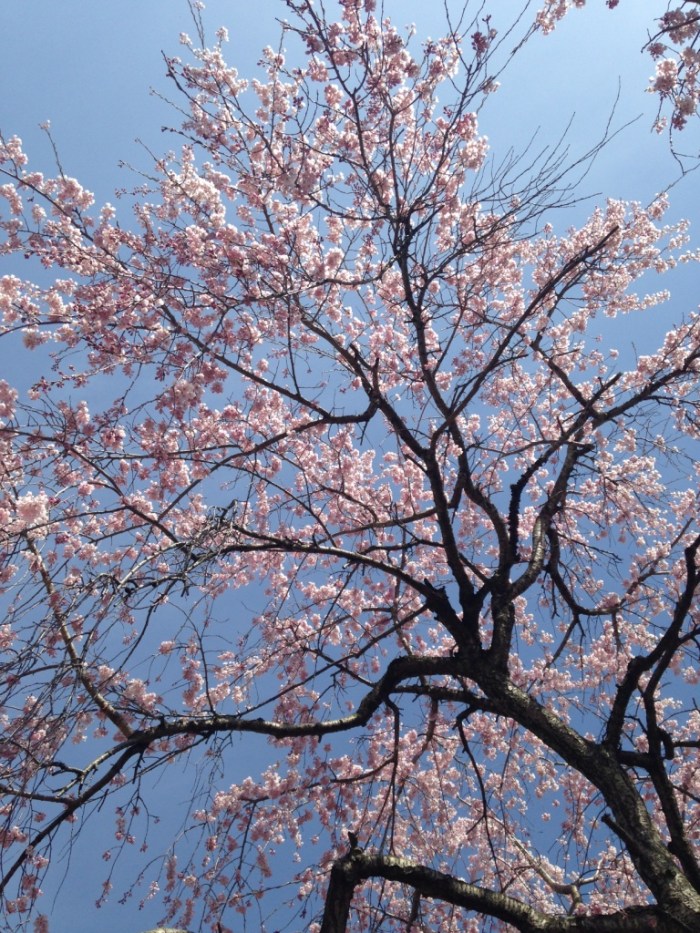 Part 3 Hanami (10b)
