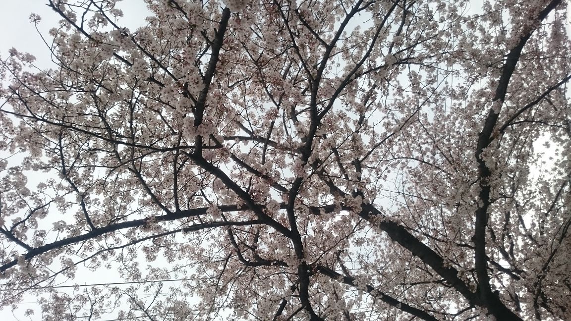 hanami