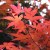 Momiji - The beautiful autumn foliage in Japan | lostmyheartinjapan.com