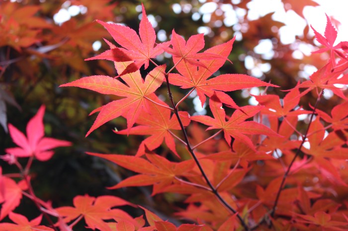 Momiji - The beautiful autumn foliage in Japan | lostmyheartinjapan.com